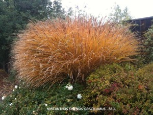 Miscanthus sinensis 'Gracillimus' - fall